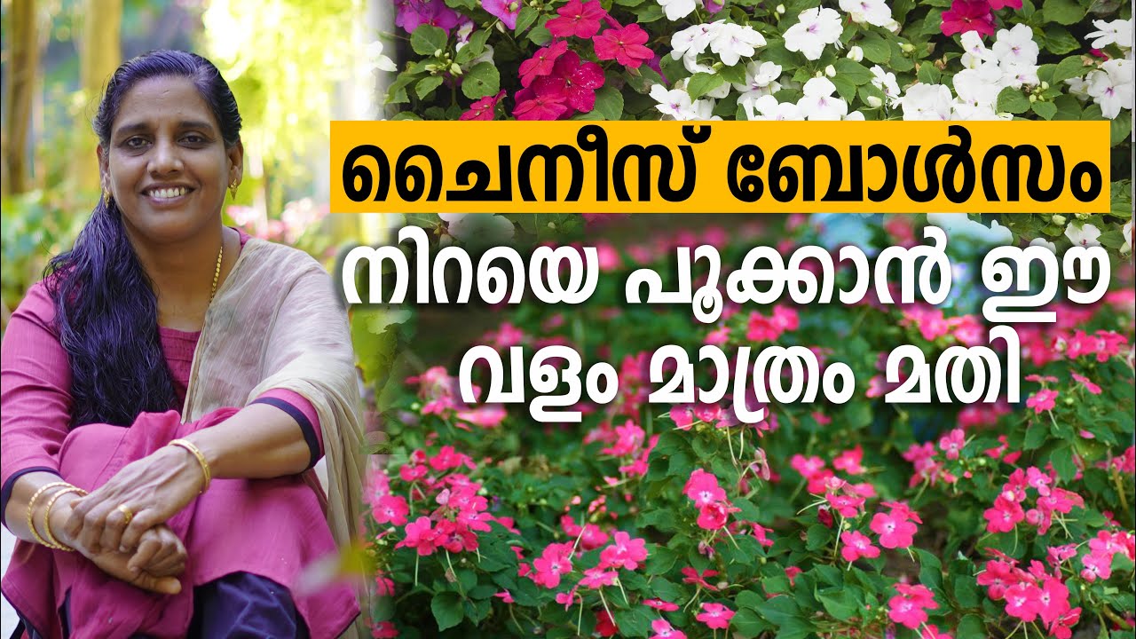 How To Propagate and Care Chinese Balsam | ചൈനീസ് ബോൾസം നിറയെ പൂക്കാൻ ഈ വളം മാത്രം മതി