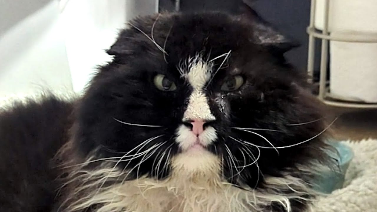'Grandpa' cat gives up street life, decides to retire