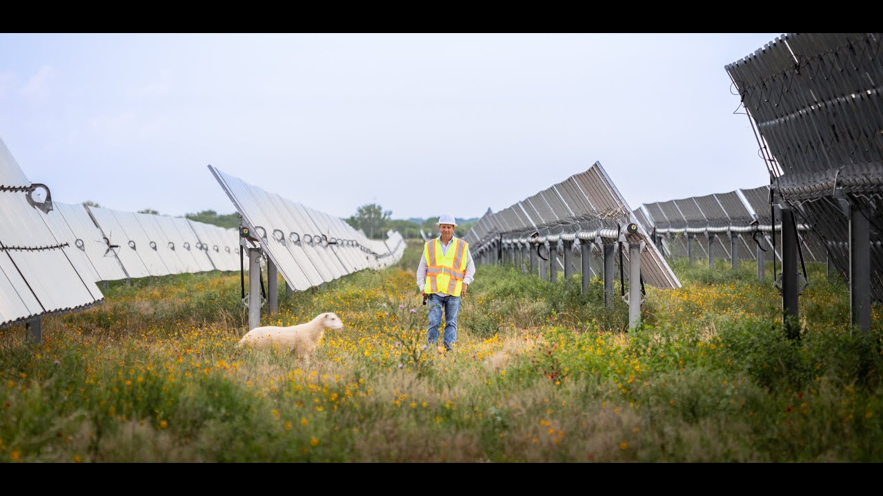 Pastures and Panels: The Power of Solar Grazing