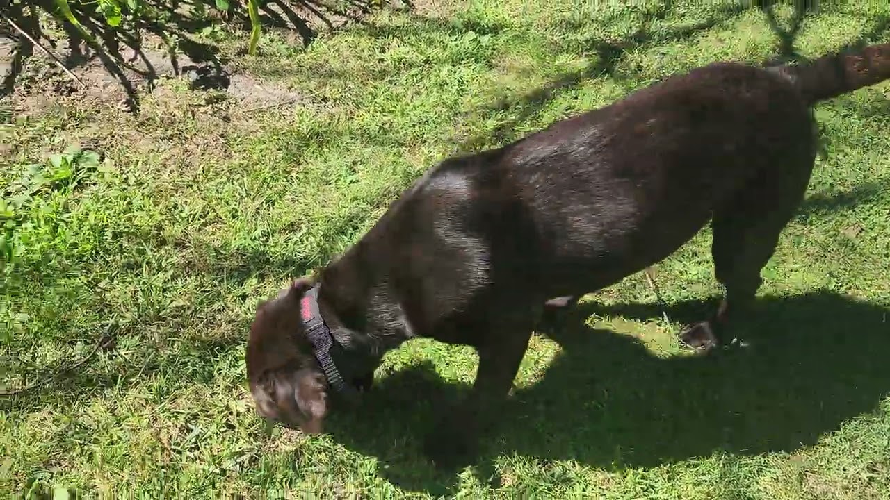 Hudson exploring the backyard 