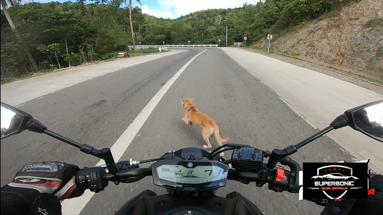 Biker vs Dog 🐕 Dangerous Road Accident 😢😭