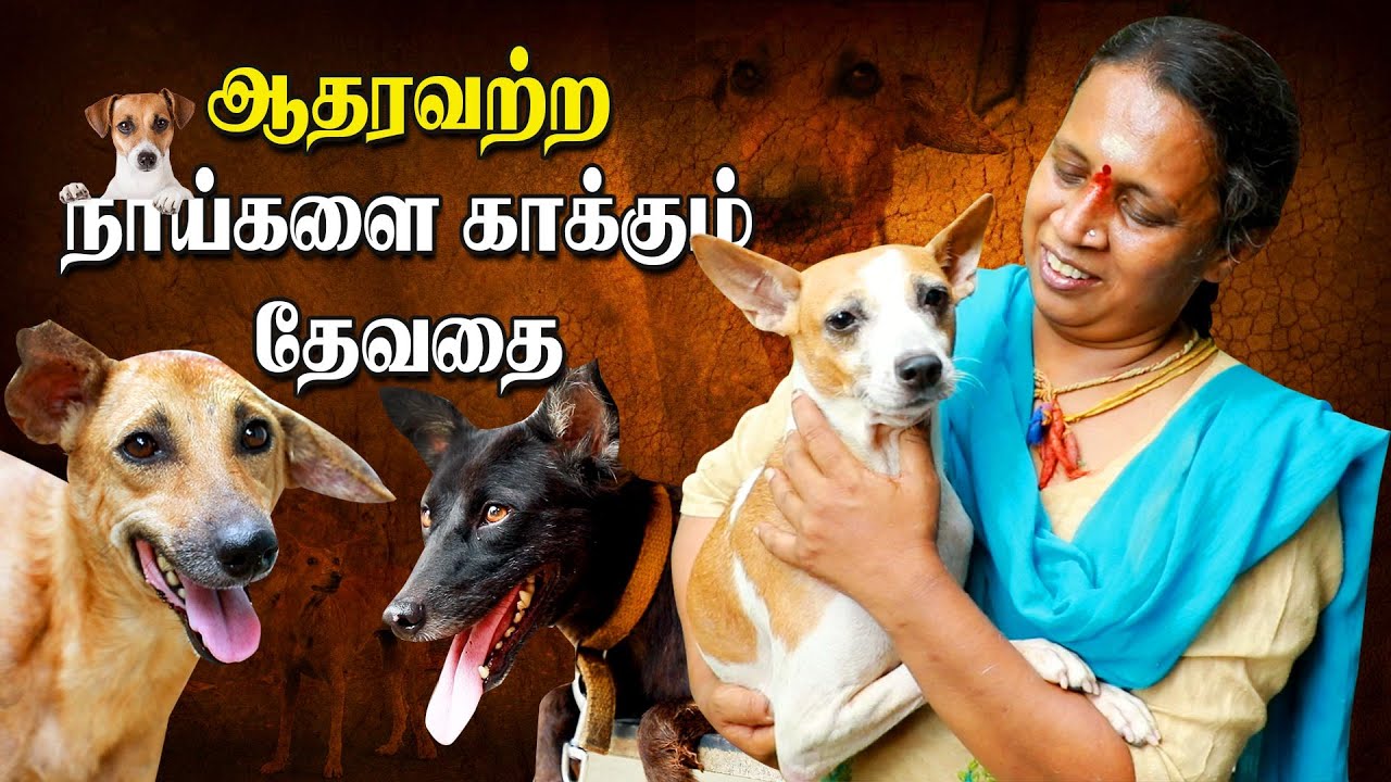 Animal Rescue | Chennai Woman Raises 40+ Street dogs | IBC