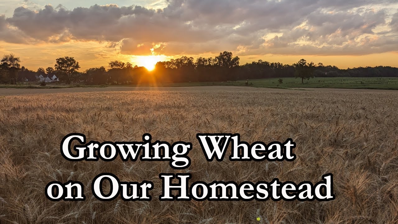 From Planting to Harvest:  Our Wheat Growing Story