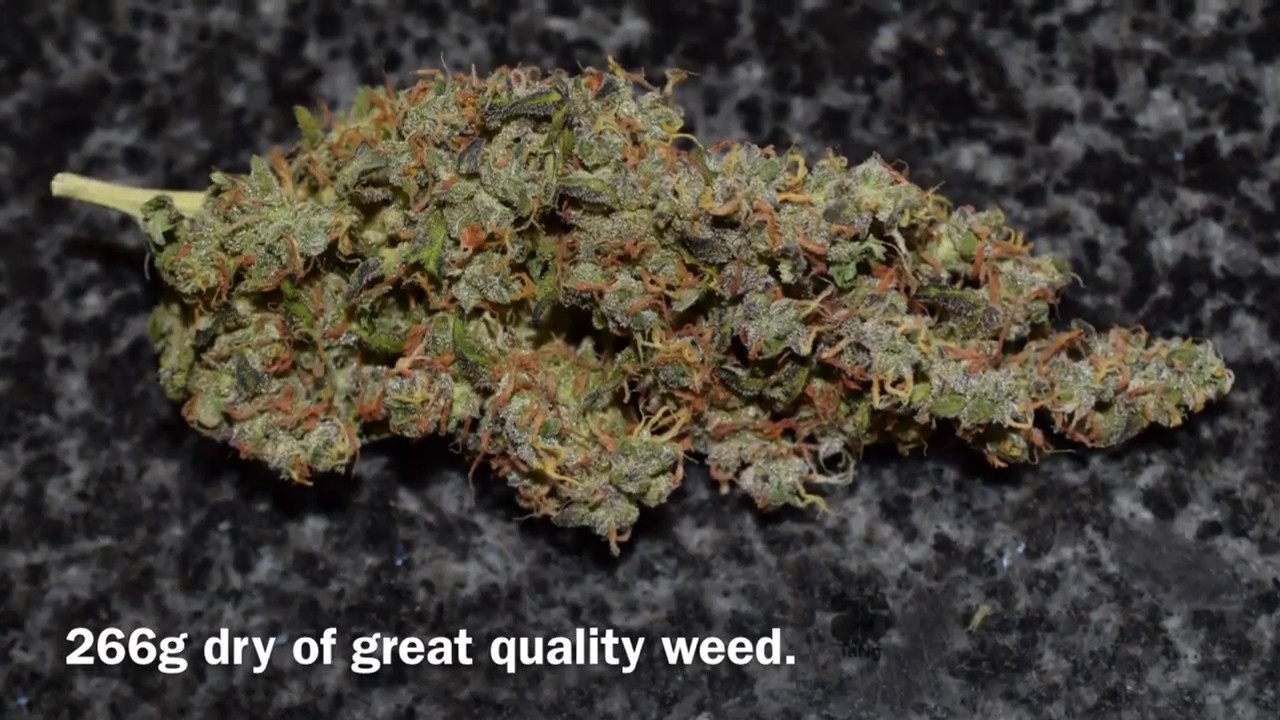 Fast Buds - Six Shooter