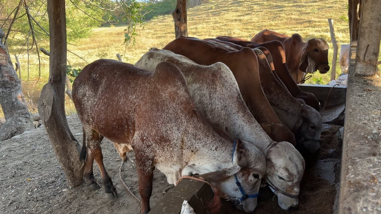 6 Terneras gyr y un baron conmiendo un poquito de concentrado 