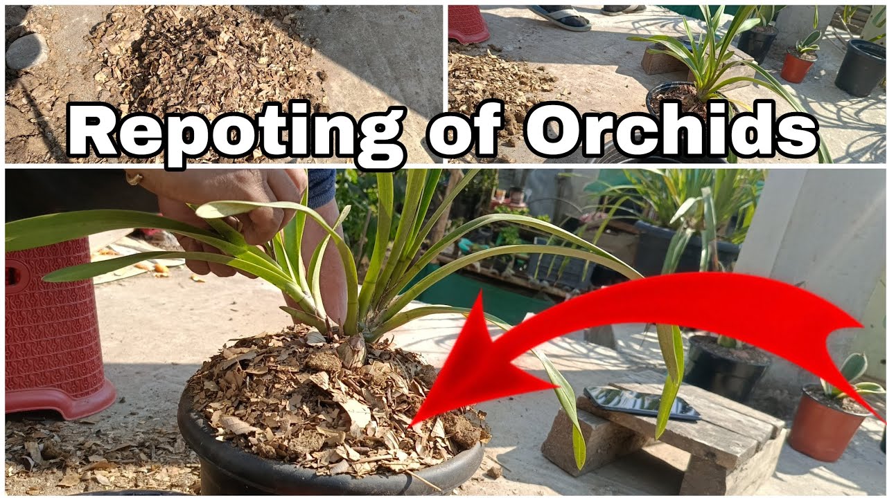 POTTING MIX || REPOTING OF ORCHID😍#cymbidium  