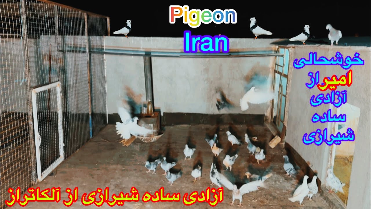 (قسمت۳۴۶)رهاسازی کبوتران آلمانی در شب/نظافت پشت بام و آزادی ساده شیرازی بعد۲ماه خوشحالی امیر/مشهد