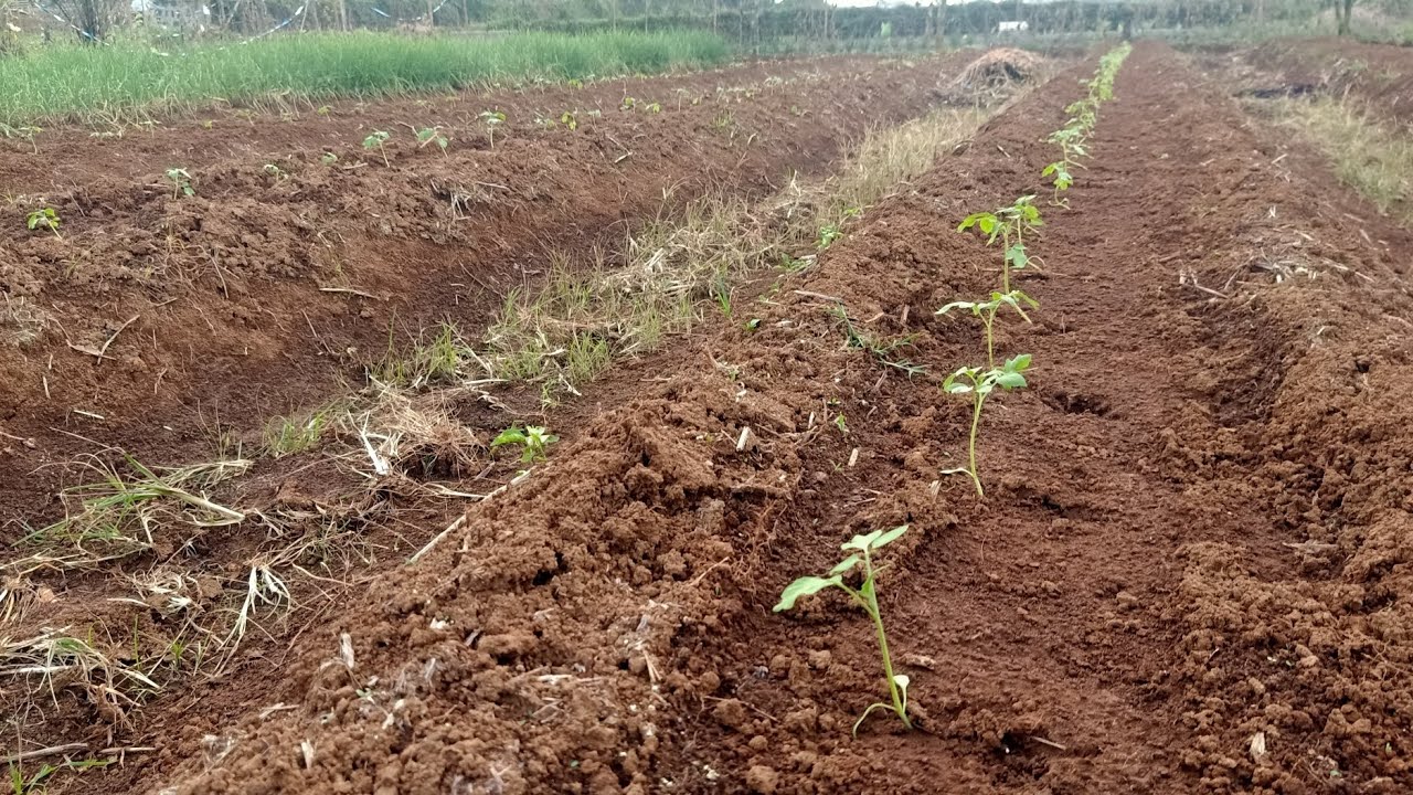 Tanam dan jarak tanam Tomat Agar Tumbuh Subur Dan Berbuah Lebat #tomato #berkebun #safeeaofficial