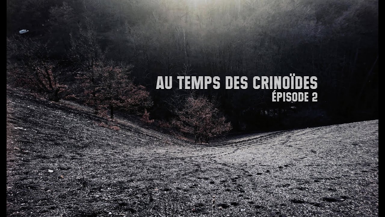 Au temps des Crinoïdes 2 - Stéphanien / Silésien / Carbonifère / Paléozoïque - Plantes