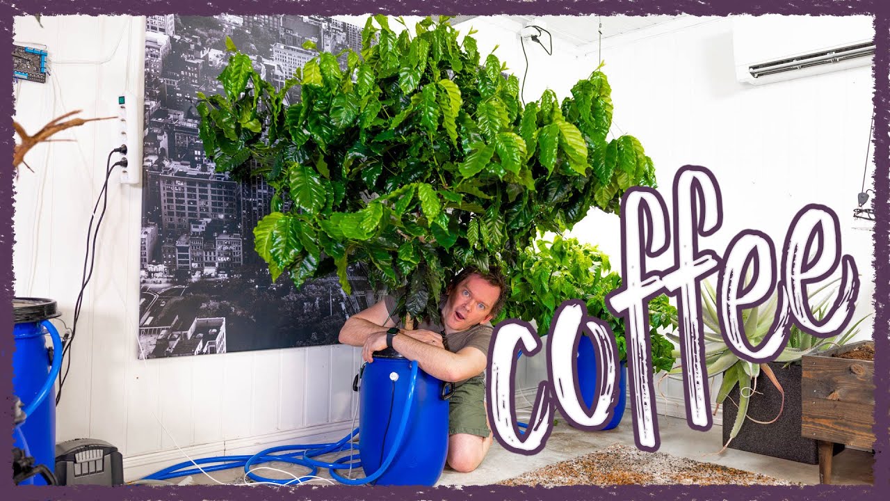 ПРОСТОЙ способ выращивания гидропонного кофе в помещении — в ЛЮБОМ климате!