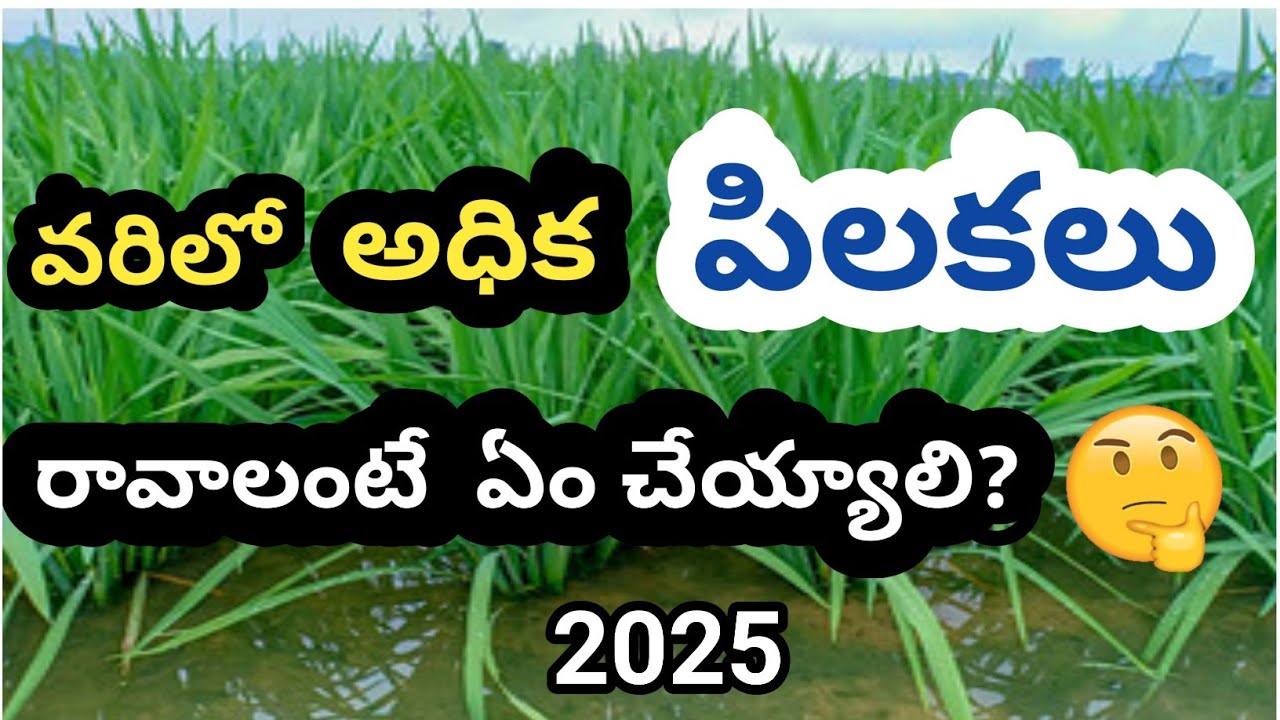 @varilo adika pilakalu | అధిక పిలకలు రావాలంటే ఏం చెయ్యాలి? @BBAGRICULTURETELUGU