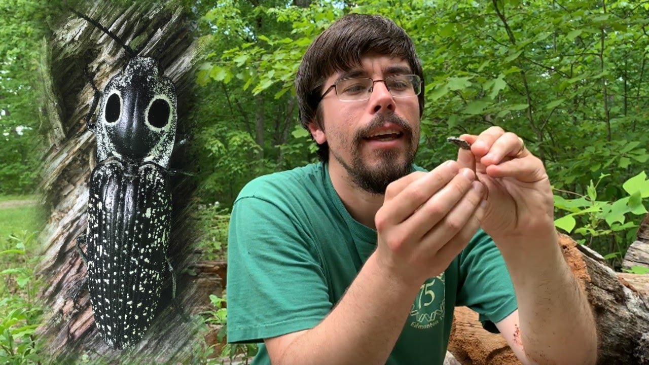 Catching an Eastern Eyed Click Beetle