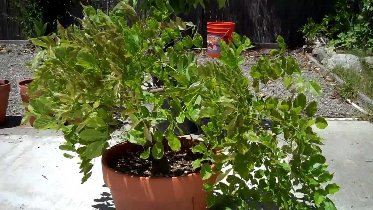 My Wisteria Bonsai: Introduction.mp4