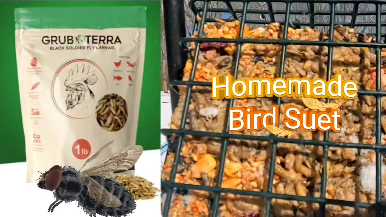 DIY Homemade Bird Suet #GrubTerra
