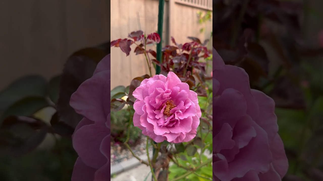 Angel Face Tree Rose #39