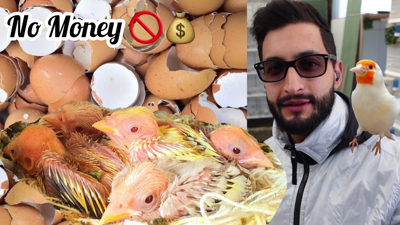 Как помочь самке щегла построить гнездо часть 3 🦅⁉️🥚🐣