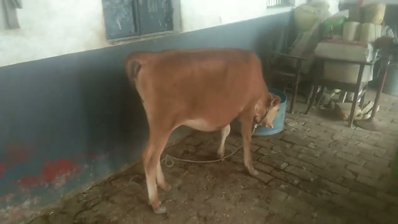 cow funny video#cowdance​ #cowvideos​ #funnycowdance​ #cow2023​ #cow​ #jaktv​