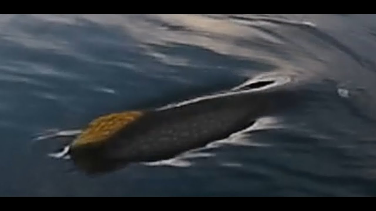 Brochet de pierre percée