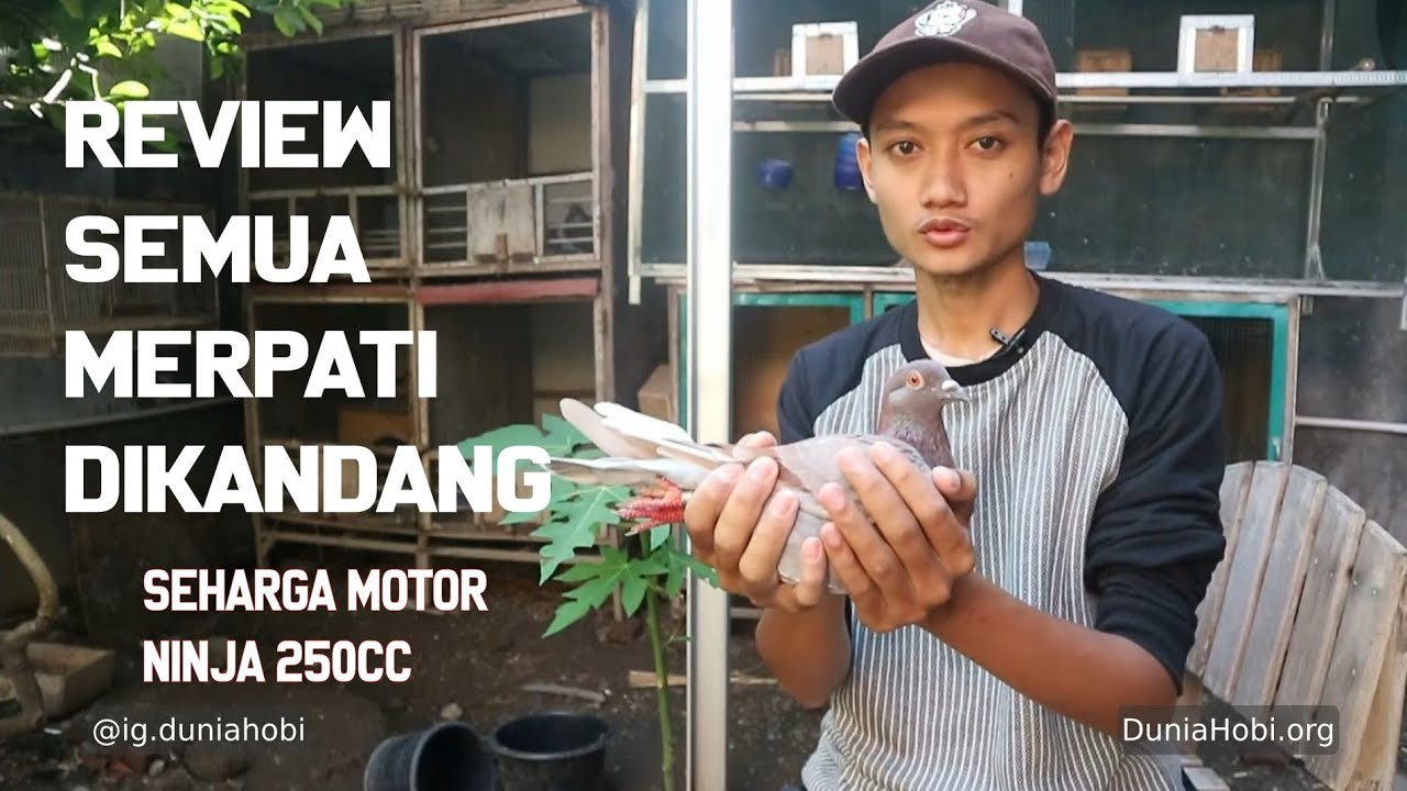 Review Merpati Kandang Habibi, Anak Burung Merpati Seharga Motor Ninja 250cc