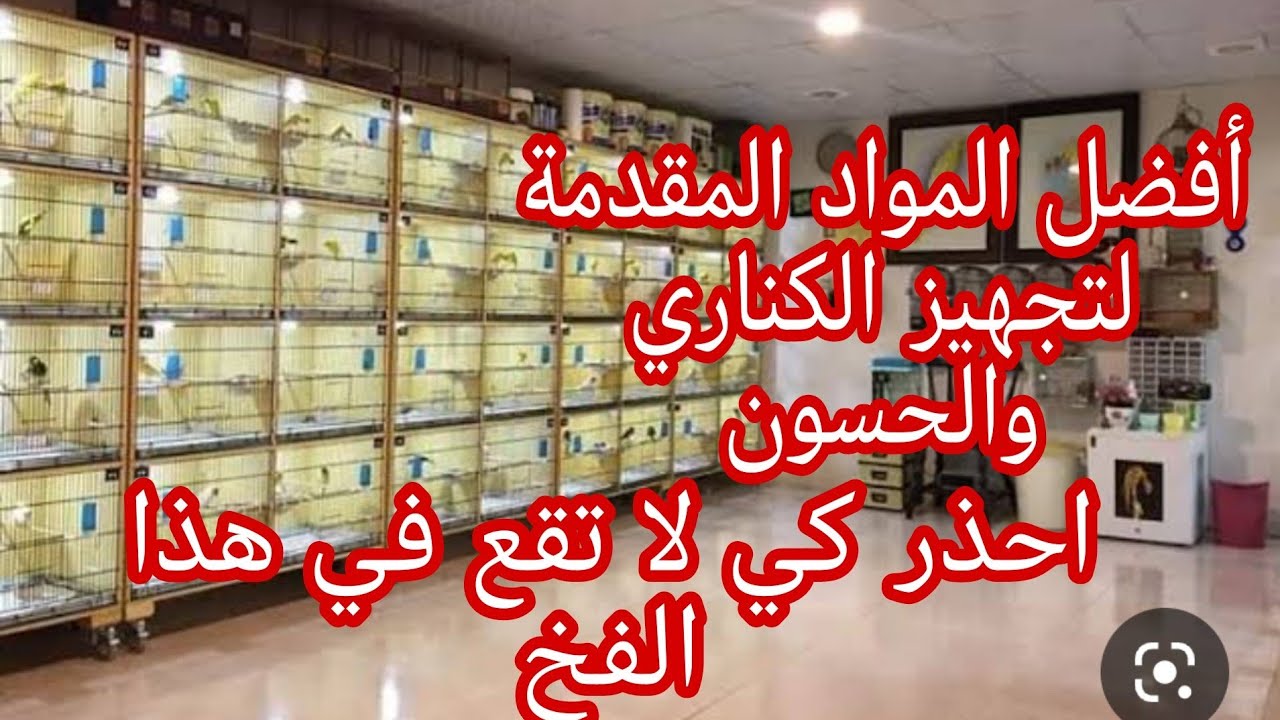 أفضل واقوى كورس لتجهيز طيور الكناري والحسون + أخطر معلومات ستسمعها؟