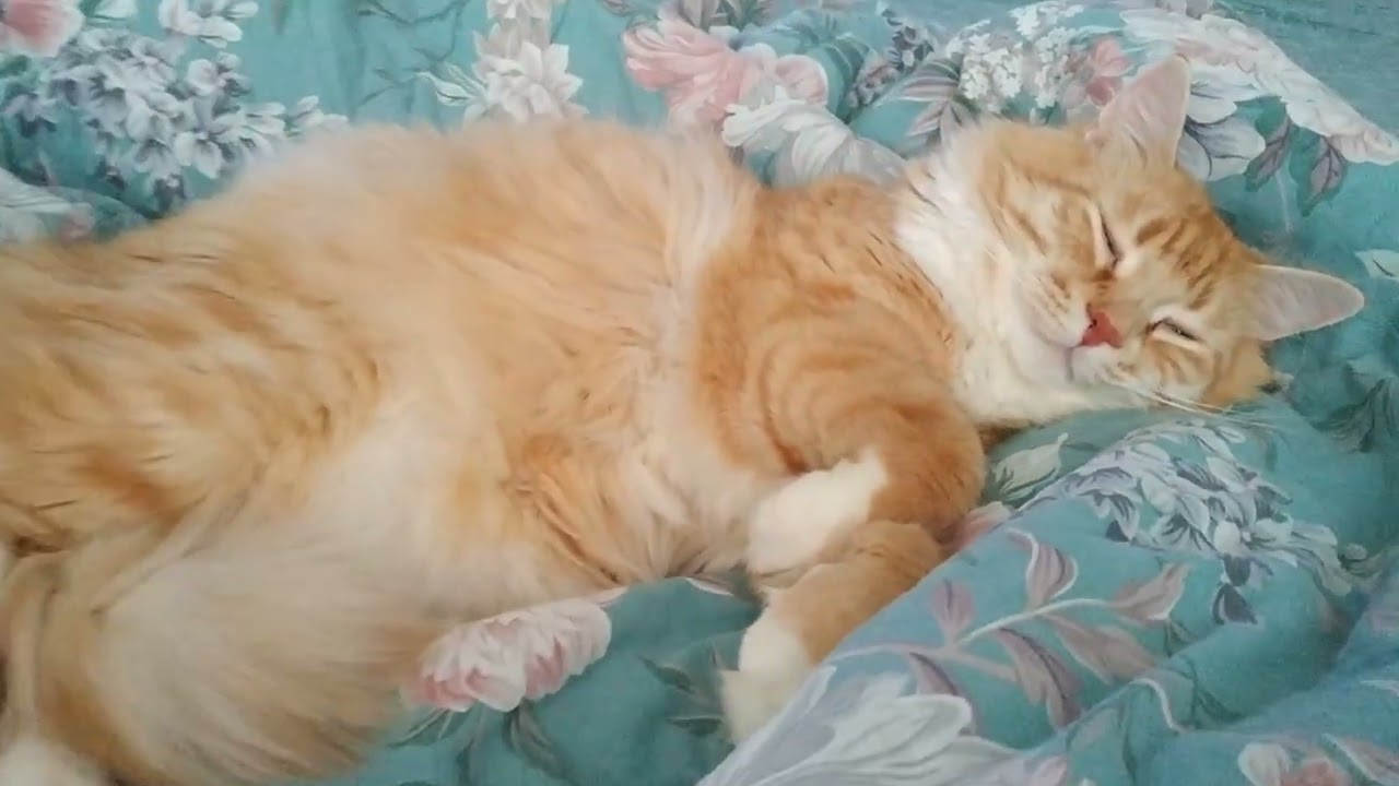 Кузенька, самый замурчательный и привлекательный🐈