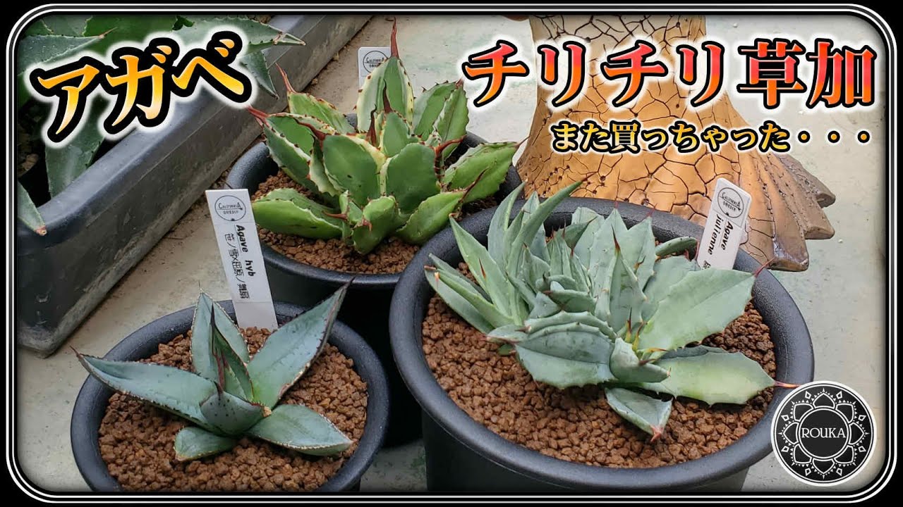 【植物イベント】またアガベ買っちゃった！チリチリ草加【園芸】【多肉植物】