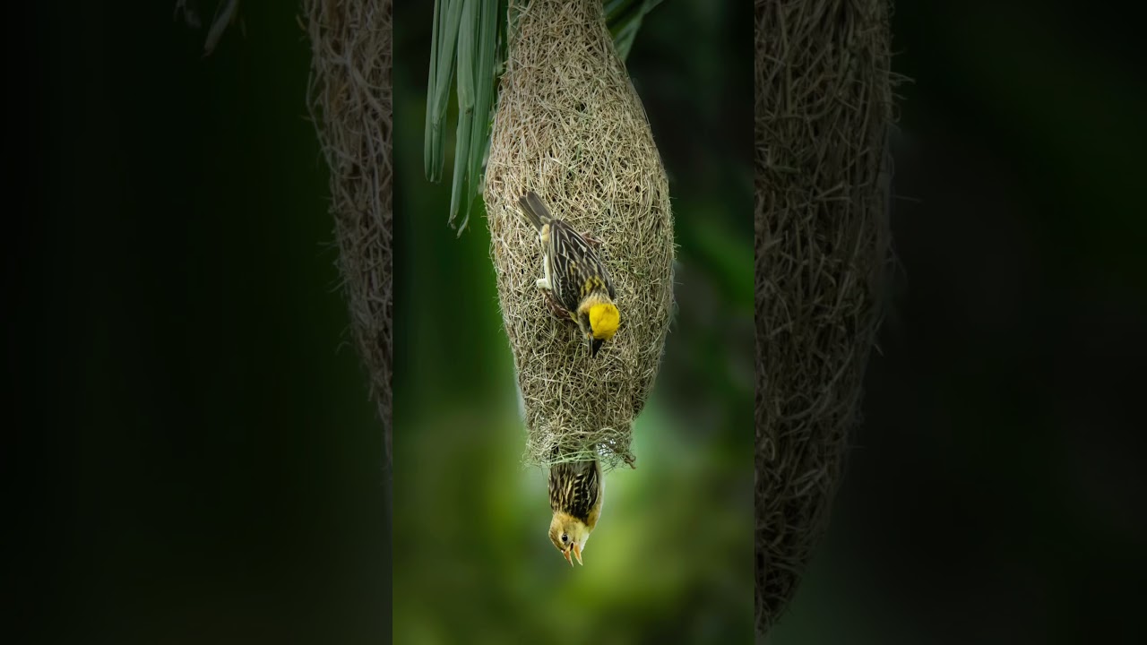 Wildlife Photography of Baya Weaver with Sony A7riii Sony 200-600mm Lens 