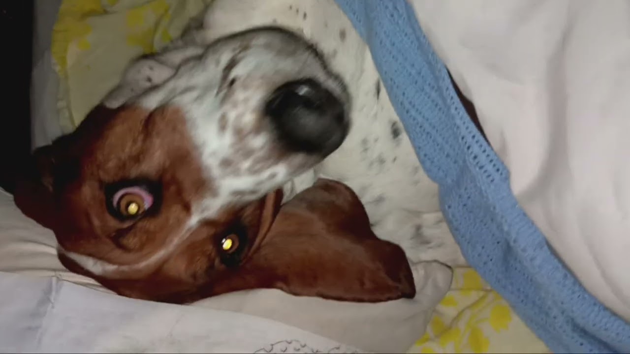 Do Not Disturb!!! ... Daisy🐾 Duke Bassett Hound.💤 