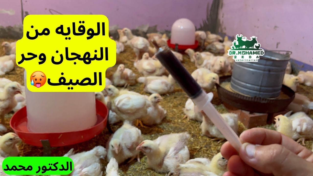 تعمل اي للفراخ 🐔 في الحر دا 🥵 كيفية الوقاية من حر الصيف والاحتباس الحراري عند الفراخ ✅