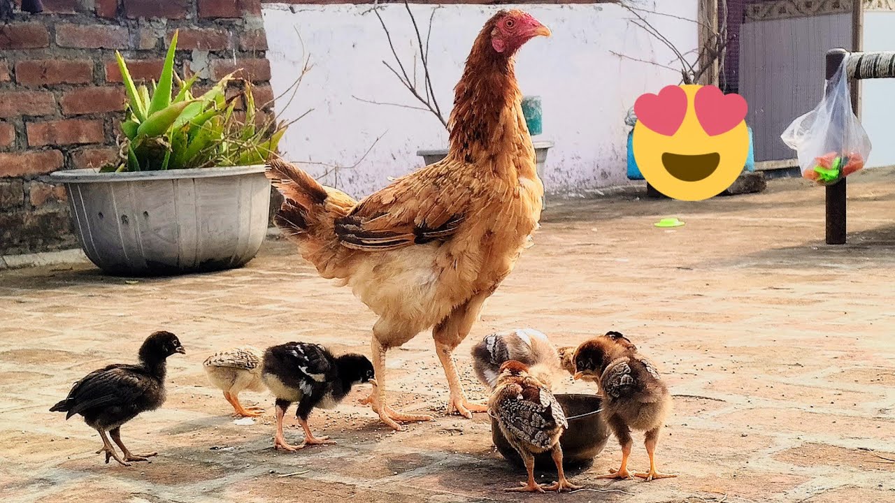 The Pets Planet is live!