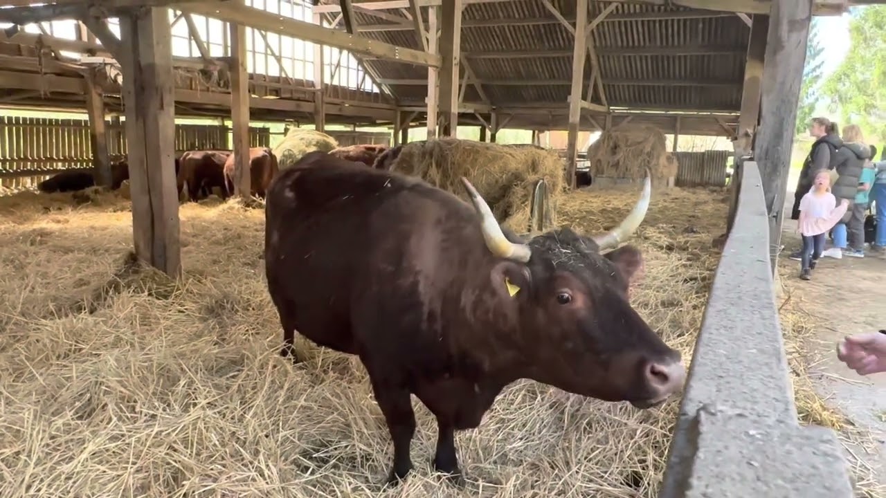 Tablehurst community farm, biodynamic and organic,  forest row East Sussex walk around