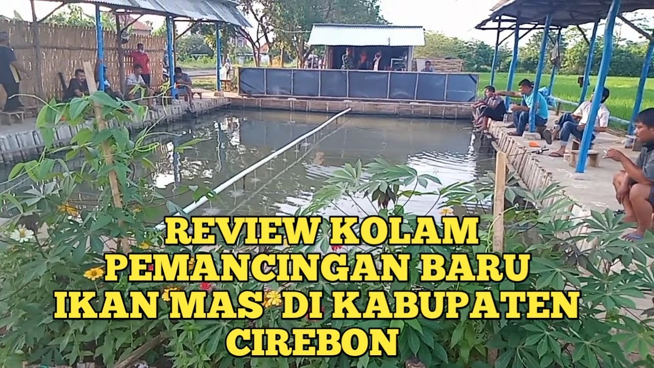 REVIEW KOLAM PEMANCINGAN BARU IKAN MAS || DI KABUPATEN CIREBON