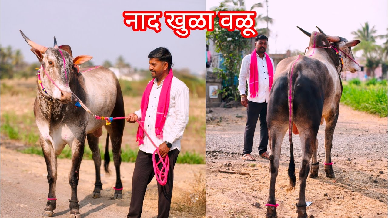 घरच्या गाईपासून तयार केला वळू 9325977060 #निसर्गाची_नाळ 