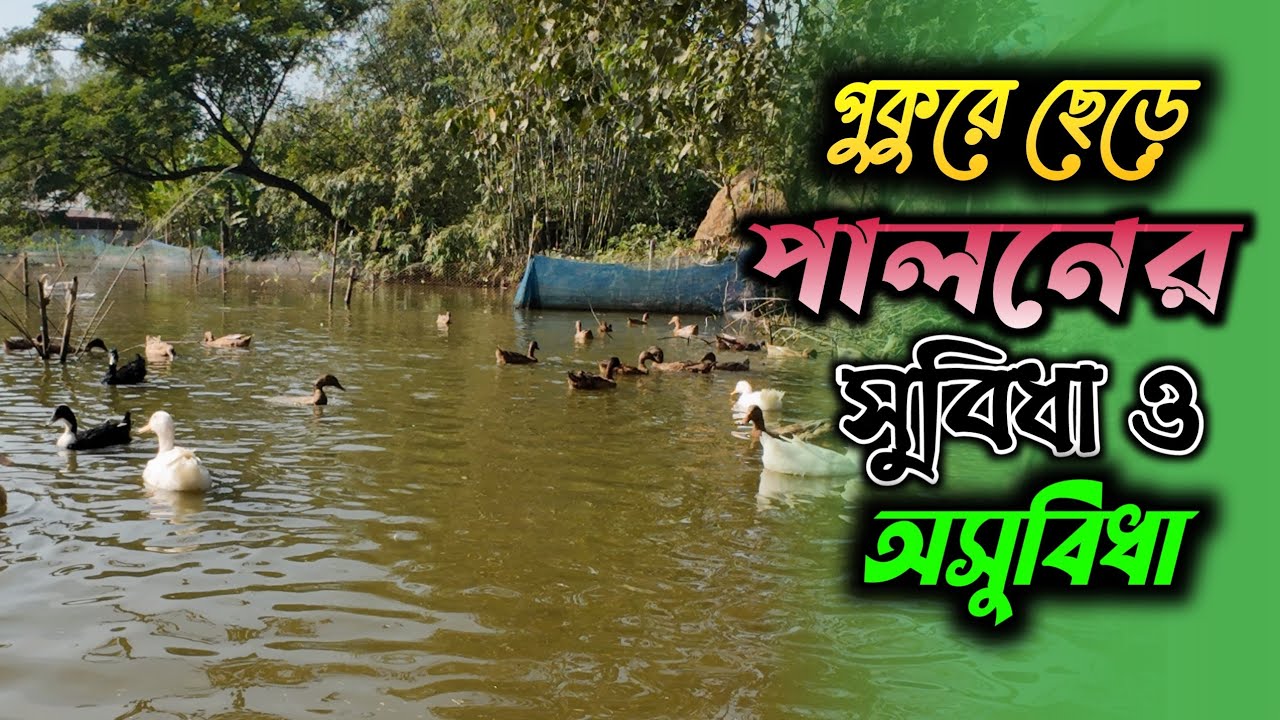 পুকুরে ছেড়ে হাঁস পালনের সুবিধা ও অসুবিধা। 