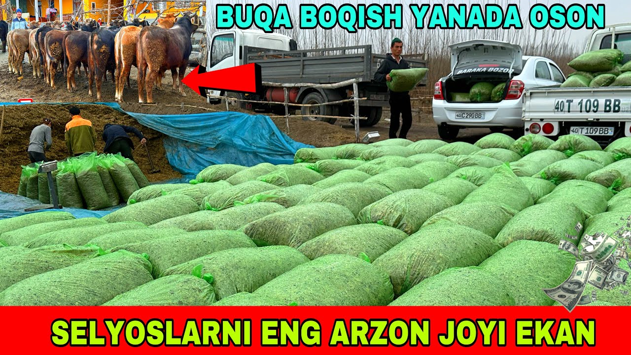 SELYOSLARNI ARZON JOYINI TOPDIK 99-530-85-78 SELYOS BOSISH SIRLARI