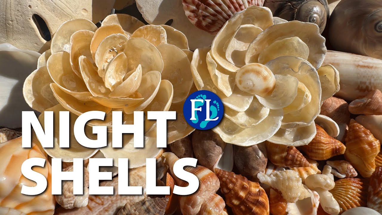 Shelling 🐚 Fort Pierce at Night