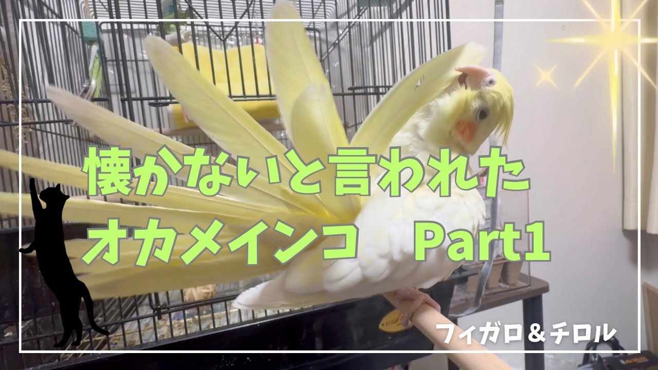 【猫】【オカメインコ】懐かないと言われたオカメインコ！　#cat #cats #ねこ#ネコ#オカメインコ #インコ #動物 #ペット 