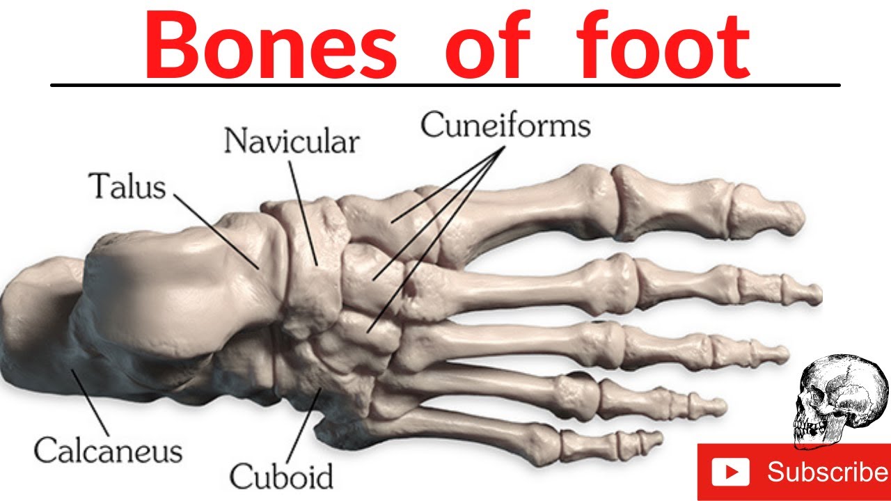 Bones of foot | Anatomy of foot | Tarsals, Metatarsals and Phalanges | Balance MBBS