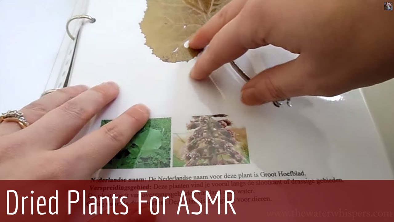 ASMR Whispering - Show & Tell (Handmade Dried Flower book)