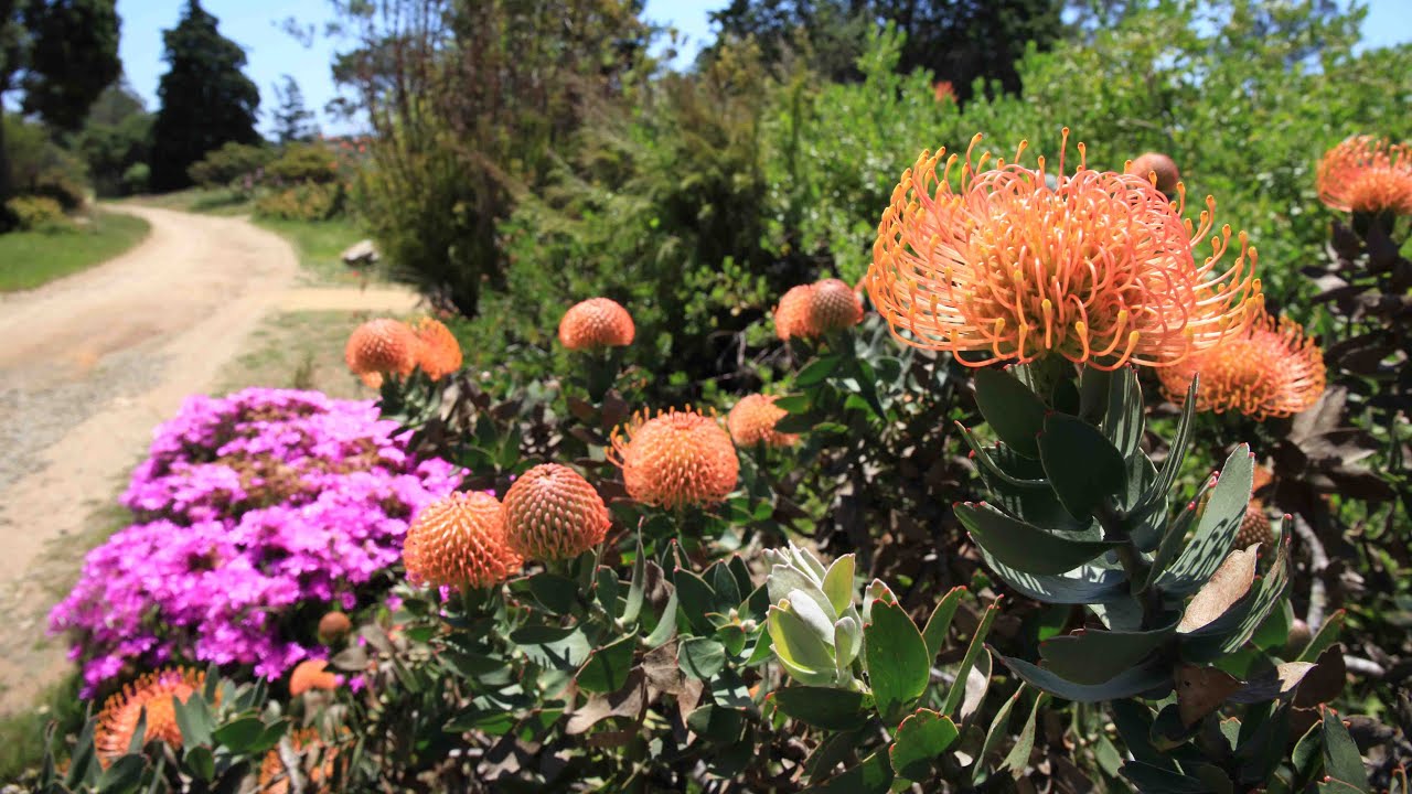 UC Santa Cruz arboretum - tour of the protea, leucospermum, leucadendron, mimetes, banksia.