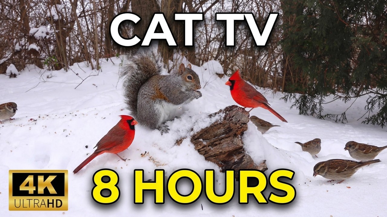 Cat TV Winter Birds & Squirrels ❄️ Snowy Backyard Wildlife | 8 Hours 4K UHD No Ads