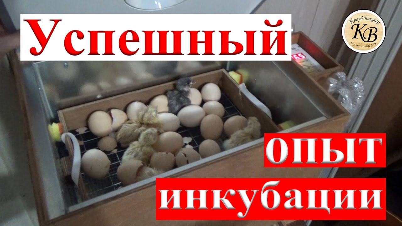 Первый выводок бройлеров в инкубаторе Блиц 48С
