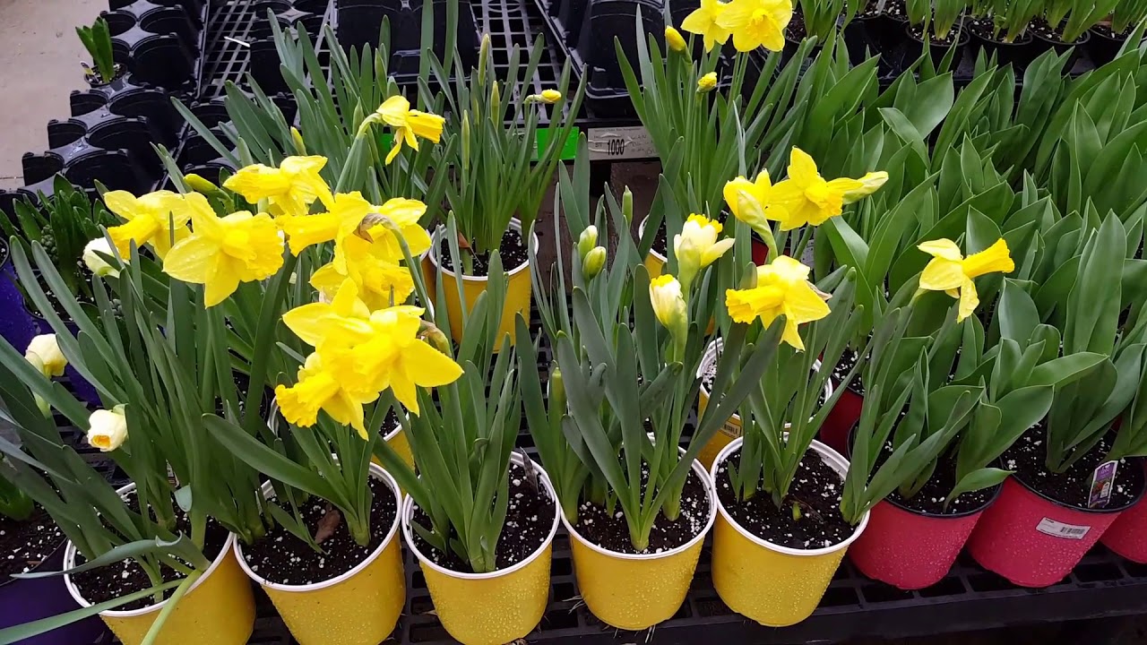 How to grow and take care of Daffodils | Donna Joshi