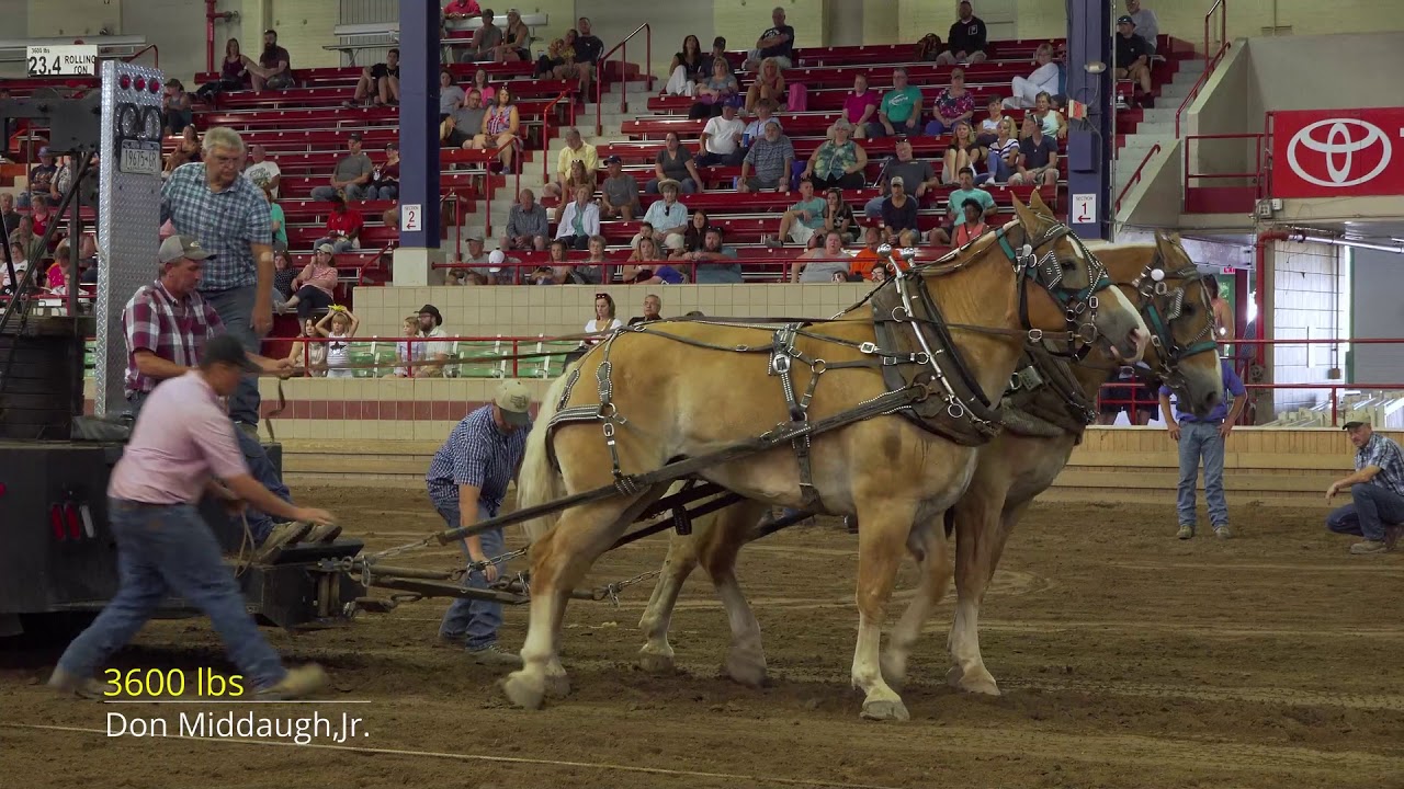 Syracuse,NY 2019 Lightweight Horse Pull