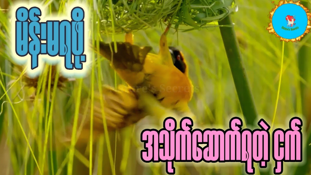 အိမ်ဆောက်မတတ်ရင် လူပျိုကြီးပဲ... အာဖရိကက ထူးဆန်းတဲ့ ငှက်လောက