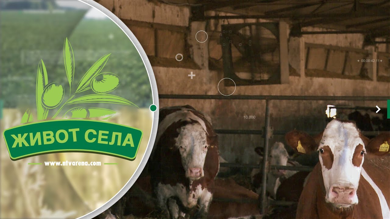 Opada proizvodnja mlijeka; Na farmi PD 