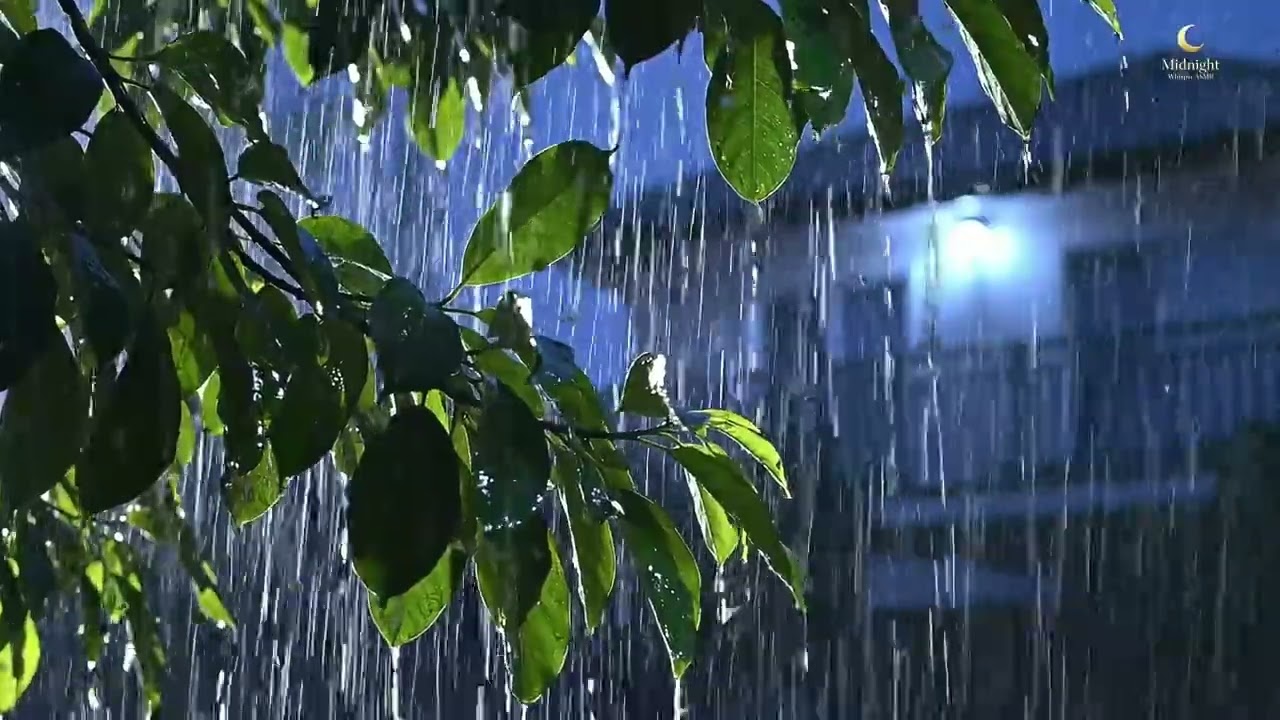 Heavy Rain on Tropical Leaves at Night | Relaxing Forest Rain Sounds (1 Hour)