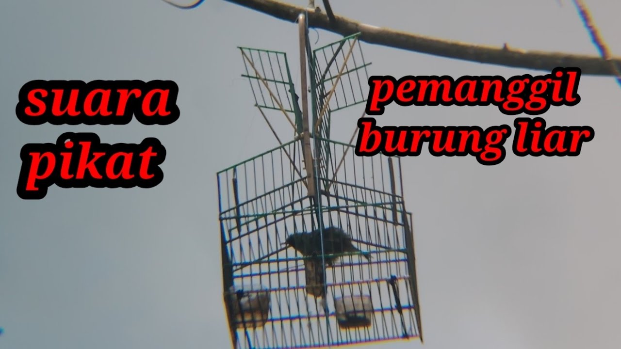 Suara pikat cucak ijo mini 