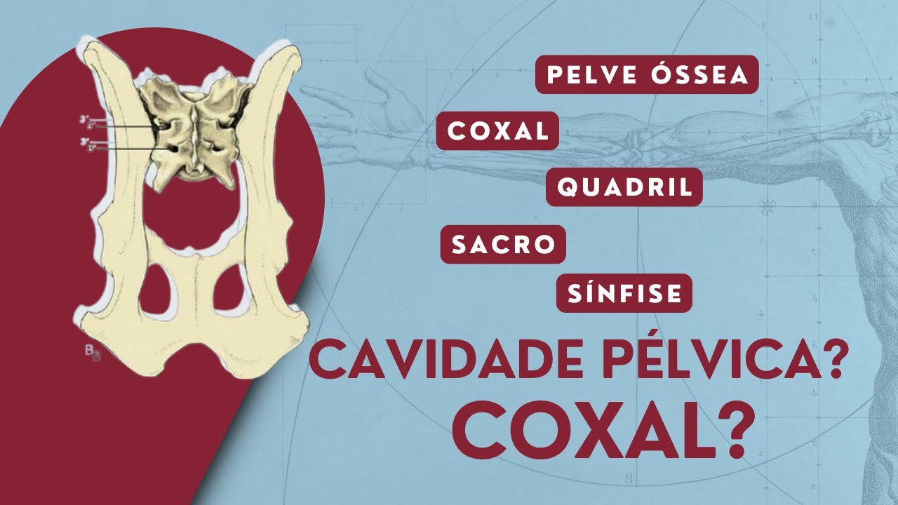 Coxal, Quadril e Cavidade Pélvica: Qual a Diferença? | Anatomia Veterinária | Anatomia Animal
