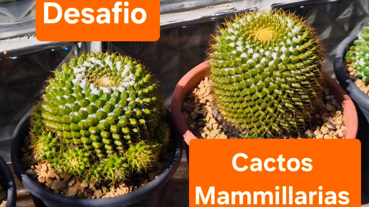 Minha coleção de cactos Mammillarias. (Desafio)